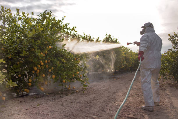 Best Wasp Removal Services  in Burney, CA