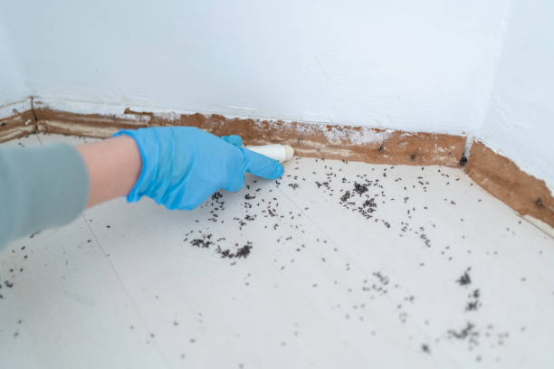 Best Ant Control Services  in Burney, CA